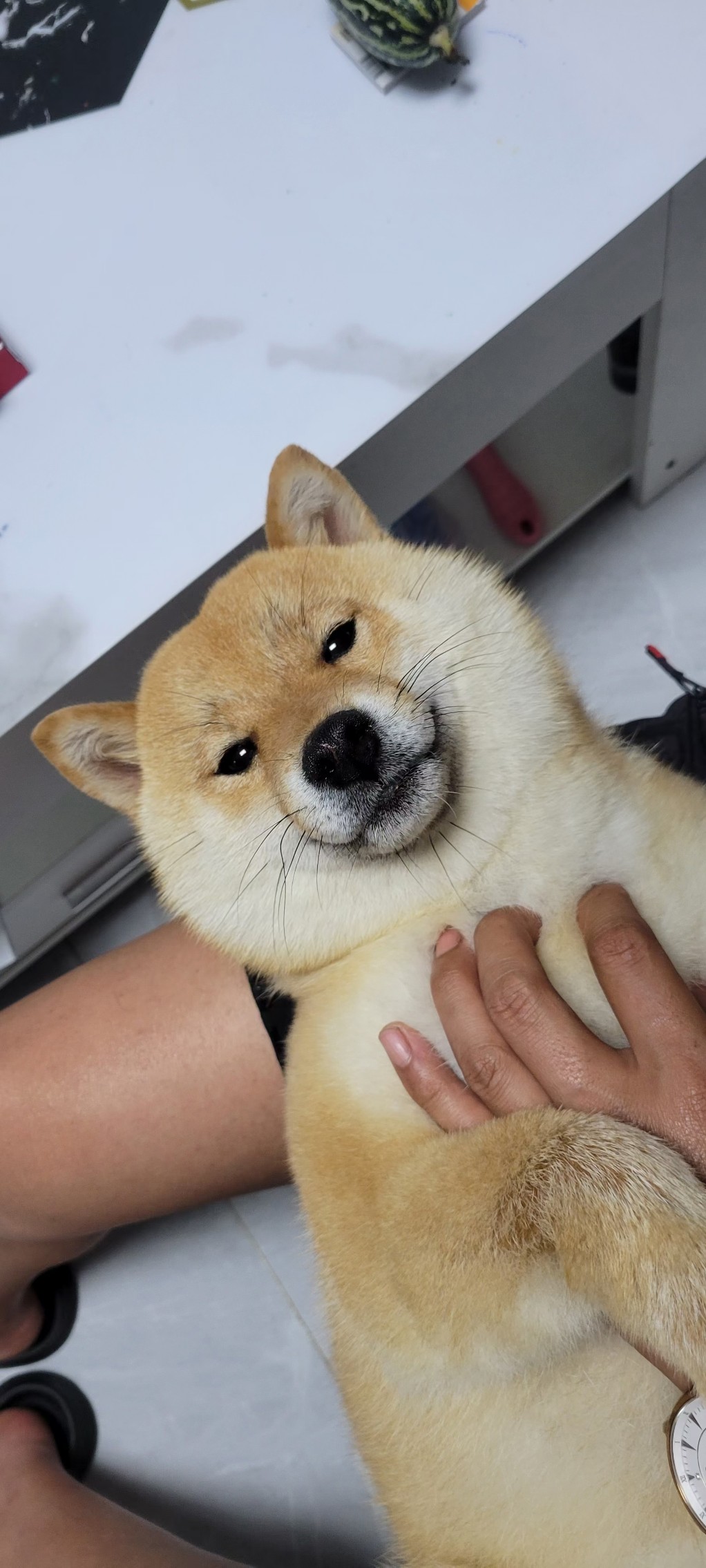 自家繁育精品柴犬，健康保障。